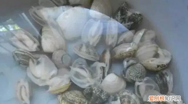 怎样快速的清洗花甲的泥沙 花甲盐怎么泡才能吐沙