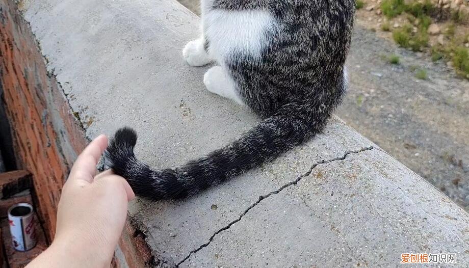 拽到猫尾巴响了一声 ,拽了猫尾巴响了一声怎么回事?