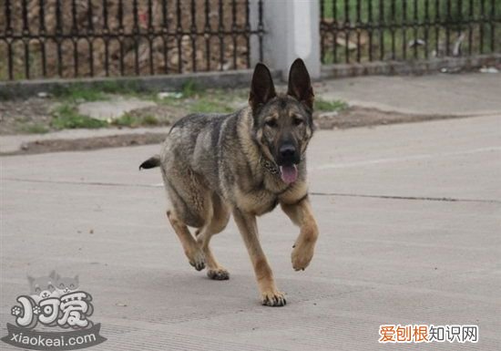 昆明犬怎么训练大小便,昆明犬定点上厕所训练方法,幼犬如何训练定点大小便