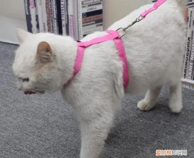 猫挣脱牵引绳勒到脖子要紧吗 ,猫挣脱牵引绳勒到脖子要紧吗视频?