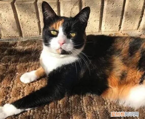 找猫很灵的方法 ,猫走丢了一般能走多远?