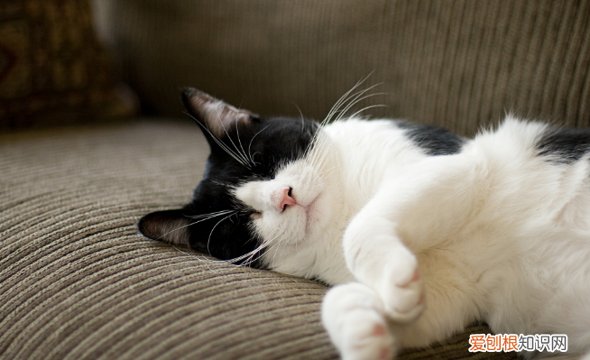 母猫月子餐吃什么食物 ，母猫生产完吃什么最补？