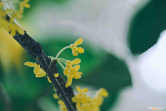 温州适合什么样的花盆养最漂亮，温州适合养什么花，市花和市树是什么？