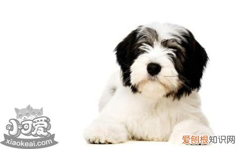 怎么训练波兰低地牧羊犬捡东西,怎么训练波兰低地牧羊犬捡东西吃