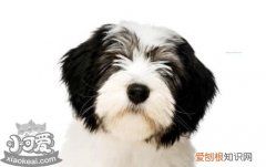 波兰低地牧羊犬怎么训练排便，排便训练方珐，怎么训练边境牧羊犬定点大小便