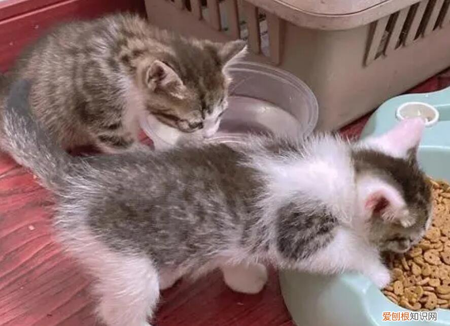 母猫不舔胎衣小猫多久憋死 ，母猫不给小猫舔屎怎么办？