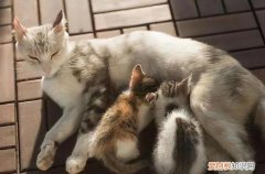 母猫呼吸急促一直叫 ，母猫大喘气？