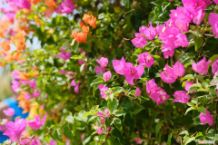 柳州哪里的花便宜，柳州适合养什么花，市花和市树是什么？