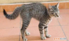 养猫的人容易得15种病 ，养猫最忌讳的一个生肖？