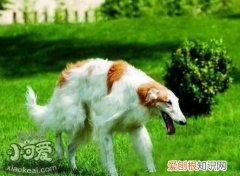怎么训练苏俄猎狼犬随行，苏俄猎狼犬随行训练，训练猎犬猎兔教程