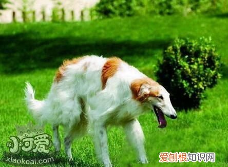 怎么训练苏俄猎狼犬随行，苏俄猎狼犬随行训练，训练猎犬猎兔教程