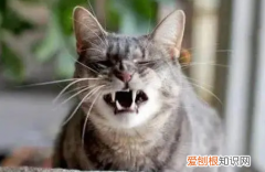 猫咪像哮喘一样一抽一抽的想呕吐 ，猫咪像哮喘一样一抽一抽的 多西环素？