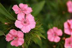 开封春季赏花，开封适合养什么花，市花和市树是什么？