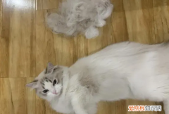 猫一年掉毛多长时间 ，猫一年脱几次毛？