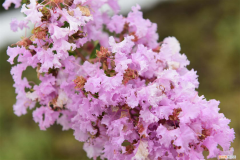 黄石市的市花是什么花，黄石适合养什么花，市花和市树是什么？
