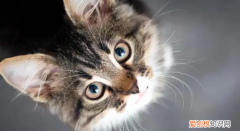 猫咪多久配一次种比较好一点 ，猫咪多长时间配一次最好？