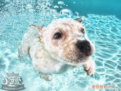 狗狗怎么学游泳，狗狗游泳学习训练教程，狗狗是怎么游泳