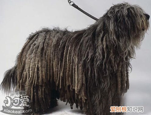 如何正确训练美国水猎犬撒尿,狗厕所正确使用方法,怎样训练狗狗去外面大小便