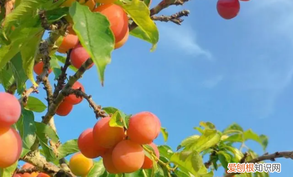 对比是什么手法，对比是修辞手法还是写作手法?