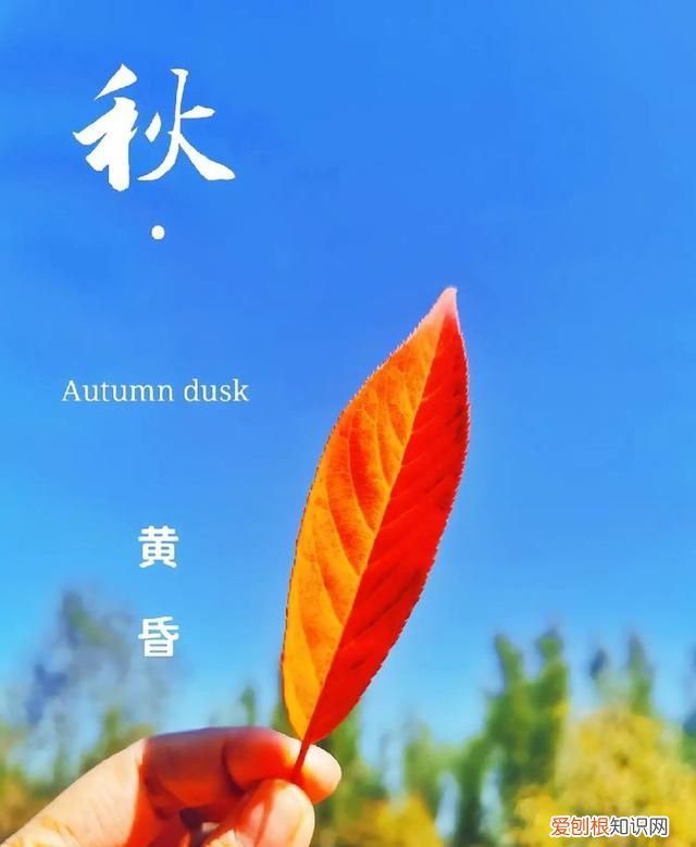 一夜秋风,黄叶纷纷飘落改成拟人句