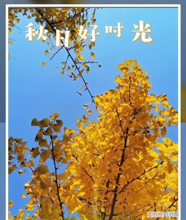一夜秋风,黄叶纷纷飘落改成拟人句