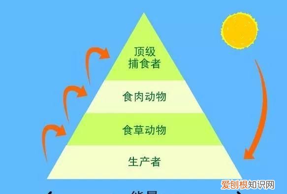 老虎是最厉害的食肉动物吗 老虎是肉食性还是杂食性的动物