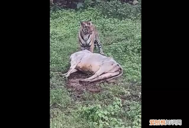 老虎是最厉害的食肉动物吗 老虎是肉食性还是杂食性的动物