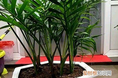 散尾葵 袖珍椰子是养室内还是室外?，散尾葵和袖珍椰子的区别，哪个好养？