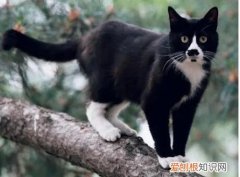 猫最忌讳的三个属相 ，从猫的行为看房子风水？