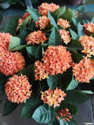 龙船花的栽培，龙船花怎么养，龙船花照片？