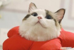 对于猫来说什么温度就是冷了 ，对猫来说多少度算冷？