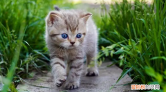 一般小猫多久可以抱走 ，小猫多久可以抱走领养？