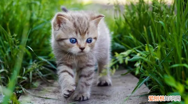 一般小猫多久可以抱走 ，小猫多久可以抱走领养？