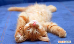 猫咪摔了会怎么样 ，猫咪摔了怎么办,会不会有事？