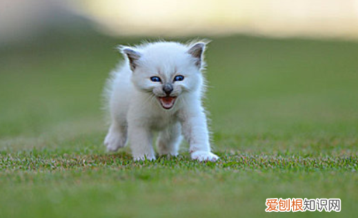 猫半夜叫的很凄惨怎么办 ，猫半夜叫的很凄惨怎么回事？