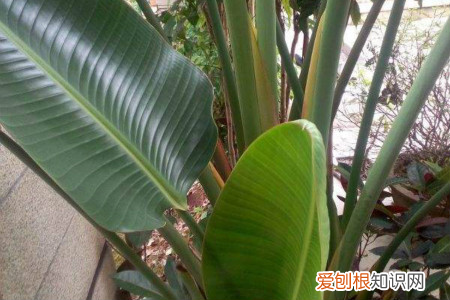 旅人蕉生长速度快吗，旅人蕉和天堂鸟区别，哪个更好养？