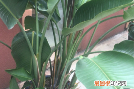 旅人蕉生长速度快吗，旅人蕉和天堂鸟区别，哪个更好养？