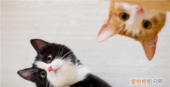 猫妈妈添宝宝 ，猫妈妈为什么会舔自己的宝宝？