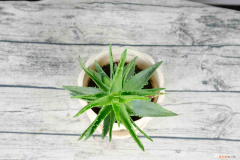 芦荟会开花吗,开花什么预兆呢，芦荟会开花吗，开花什么预兆？