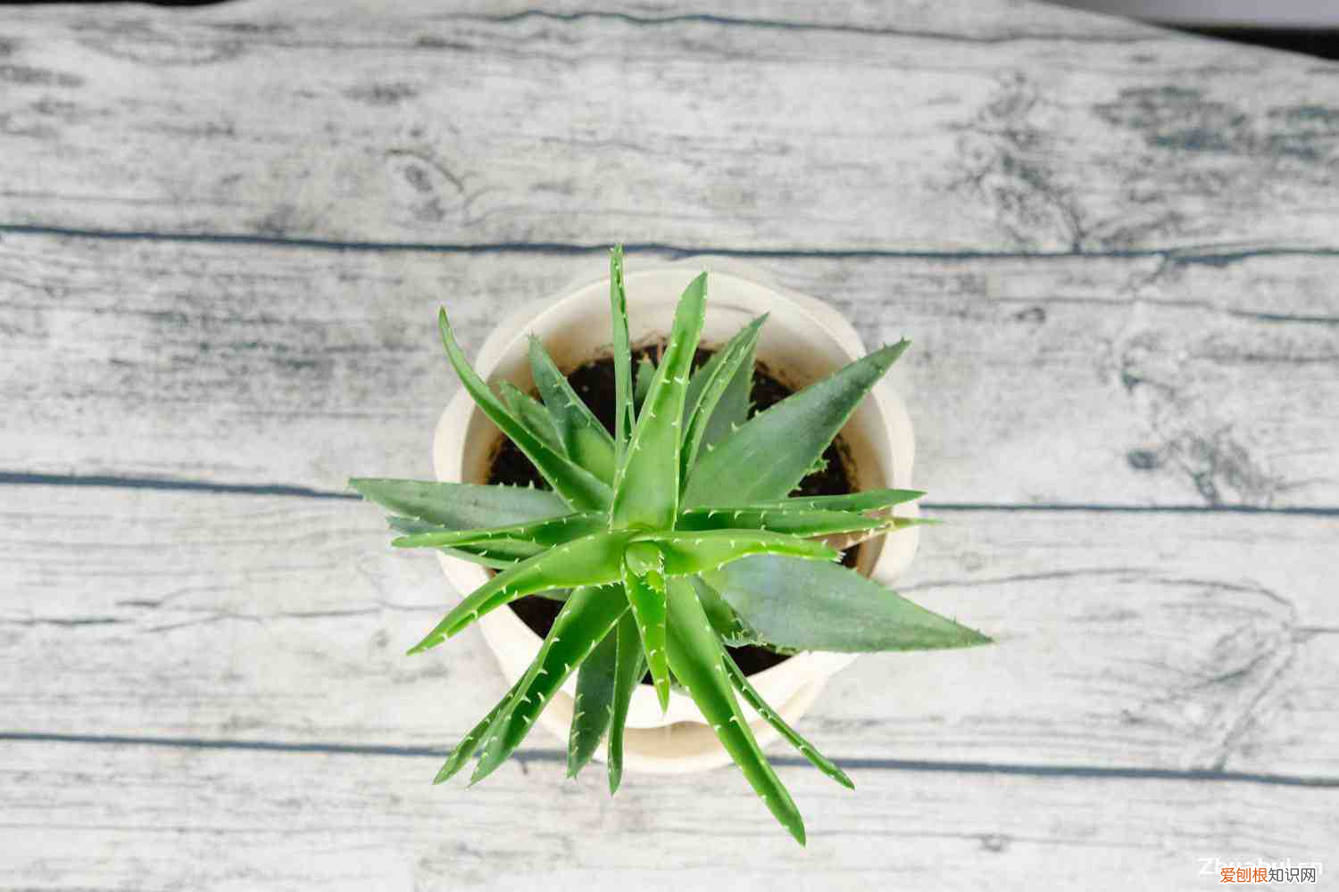 芦荟会开花吗,开花什么预兆呢，芦荟会开花吗，开花什么预兆？