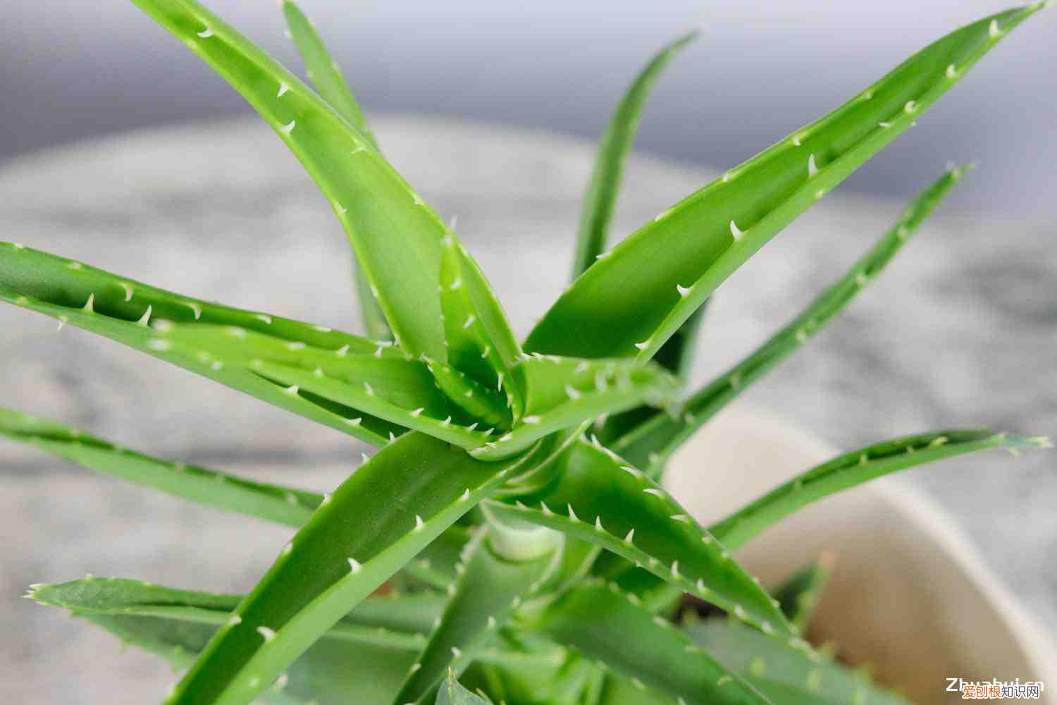 芦荟会开花吗,开花什么预兆呢，芦荟会开花吗，开花什么预兆？