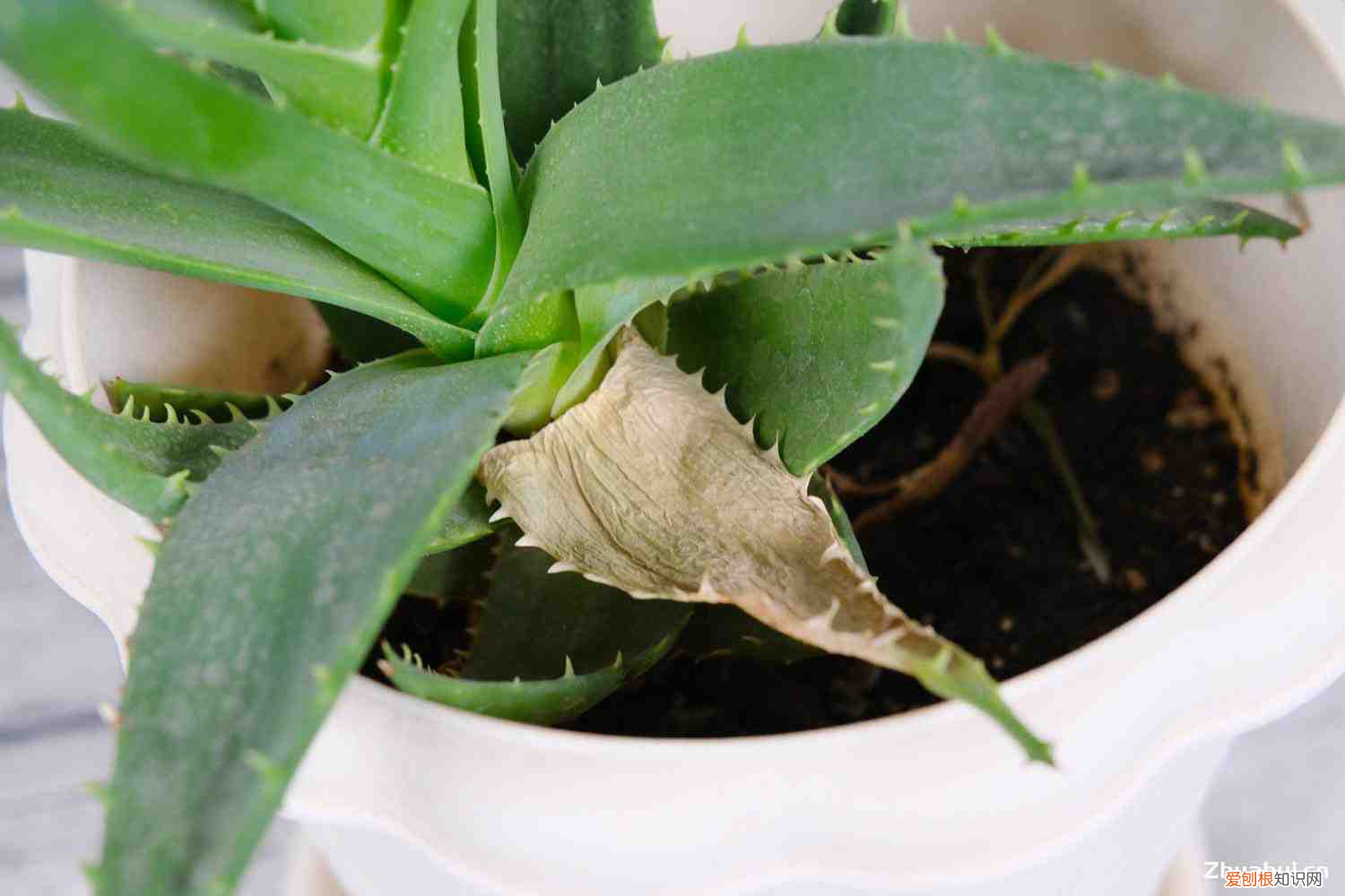 芦荟会开花吗,开花什么预兆呢，芦荟会开花吗，开花什么预兆？