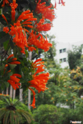 炮仗花又名什么花，炮仗花的花语和寓意，有什么文化意义？