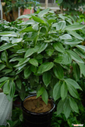 平安树的含义怎么说，平安树的花语和寓意，有什么传说故事？