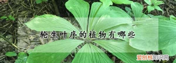 叶序对生植物有哪些，轮生叶序的植物有哪些科