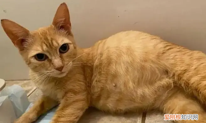 猫生完肚子还是鼓鼓的硬硬的 ,为什么母猫生完肚子还是鼓鼓的?