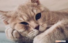 猫被打死了了报警有用吗知乎 ，猫被打死了可以报警吗？