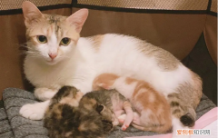 母猫生小猫之后多久可以绝育 ，母猫生仔后多久可以绝育？