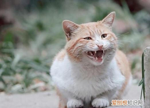 母猫一直喘气是不是要生了 ，母猫喘粗气是不是要生了？