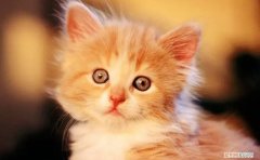 猫下死口咬主人已经五六次了 ，为什么喜欢猫的人会突然虐猫？
